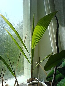 Klicka på bilden för större version

Namn: tråd palm.jpg
Visningar: 206
Storlek: 120,7 KB
ID: 2100343