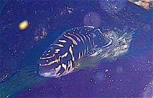Klicka på bilden för större version

Namn: DSCN0650_2.JPG
Visningar: 252
Storlek: 95,5 KB
ID: 2102009