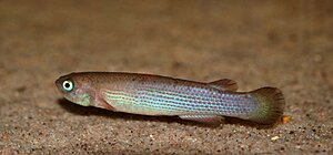 Klicka på bilden för större version

Namn: Rivulus urophthalmus.jpg
Visningar: 294
Storlek: 60,9 KB
ID: 2102131