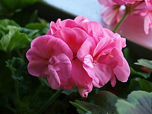 Klicka på bilden för större version

Namn: Rosa Pelargon.jpg
Visningar: 166
Storlek: 132,8 KB
ID: 2102553