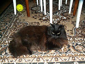 PICT0017.jpg