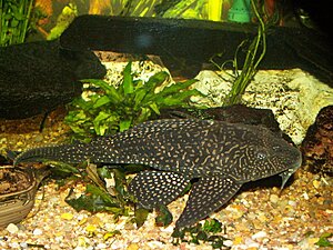 2008-11 004.jpg