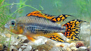 Klicka på bilden för större version

Namn: apistogramma cacatouides orange.jpg
Visningar: 322
Storlek: 76,5 KB
ID: 2103505