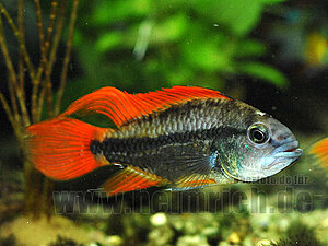 Klicka på bilden för större version

Namn: apistogramma cacatouides.jpg
Visningar: 337
Storlek: 71,4 KB
ID: 2103506