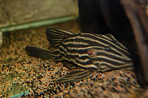 Royalpleco.jpg