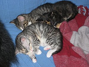 IMG_4697.jpg