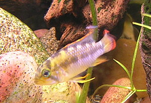 Klicka på bilden för större version

Namn: DSCN6922_2.jpg
Visningar: 272
Storlek: 91,4 KB
ID: 2105009