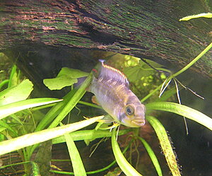 Klicka på bilden för större version

Namn: DSCN6938.JPG
Visningar: 211
Storlek: 411,6 KB
ID: 2105014