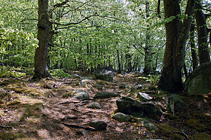 Klicka på bilden för större version

Namn: Bok skog.JPG
Visningar: 79
Storlek: 856,8 KB
ID: 2106761