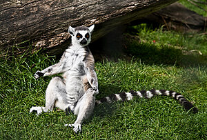 Klicka på bilden för större version

Namn: lemur8.jpg
Visningar: 66
Storlek: 553,6 KB
ID: 2107417
