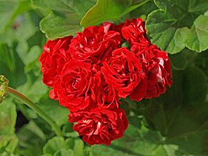 Klicka på bilden för större version

Namn: Rosenpelargon röd.jpg
Visningar: 187
Storlek: 182,4 KB
ID: 2107680
