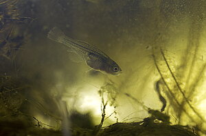 Klicka på bilden för större version

Namn: Simpsonichthys antenori 200.jpg
Visningar: 124
Storlek: 521,5 KB
ID: 2107685