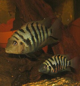 Klicka på bilden för större version

Namn: C.nigrofasciatus14.JPG
Visningar: 511
Storlek: 22,6 KB
ID: 2107870