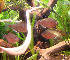 Klicka på bilden för större version

Namn: Dolkstick 2.JPG
Visningar: 208
Storlek: 424,4 KB
ID: 2109397
