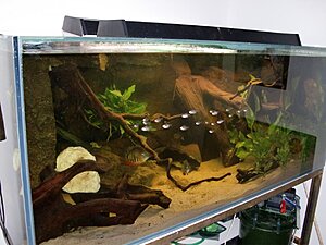 Klicka på bilden för större version

Namn: Akvariet 011.jpg
Visningar: 273
Storlek: 128,3 KB
ID: 2111187