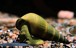 Klicka på bilden för större version

Namn: sulawesi3.jpg
Visningar: 125
Storlek: 240,0 KB
ID: 2115880