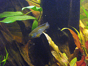 Klicka på bilden för större version

Namn: DSC05139.JPG
Visningar: 159
Storlek: 943,6 KB
ID: 2117695