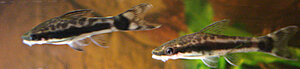 Klicka på bilden för större version

Namn: DSC05510.JPG
Visningar: 151
Storlek: 441,8 KB
ID: 2118328