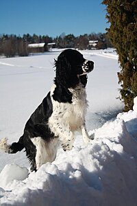 Klicka på bilden för större version

Namn: Vårvinter 2010 016.jpg
Visningar: 203
Storlek: 84,3 KB
ID: 2118894