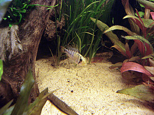 Klicka på bilden för större version

Namn: DSC05851.JPG
Visningar: 223
Storlek: 644,2 KB
ID: 2123631