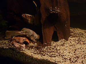 Klicka på bilden för större version

Namn: P1030119.jpg
Visningar: 187
Storlek: 203,0 KB
ID: 2123987