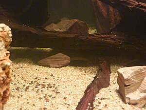 Klicka på bilden för större version

Namn: P1030123.jpg
Visningar: 188
Storlek: 193,4 KB
ID: 2123989