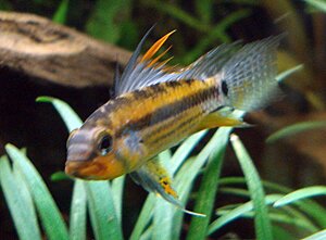 Klicka på bilden för större version

Namn: Apisto. Schwarzkinn hane.jpg
Visningar: 281
Storlek: 132,6 KB
ID: 2124585