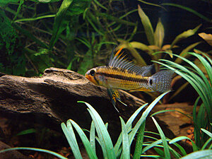 Klicka på bilden för större version

Namn: Apisto. Schwarzkinn hane1250.jpg
Visningar: 220
Storlek: 612,4 KB
ID: 2124586