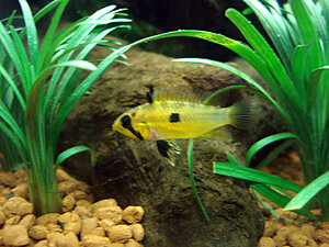 Klicka på bilden för större version

Namn: Apisto. Schwarzkinn hona.JPG
Visningar: 214
Storlek: 551,6 KB
ID: 2124587