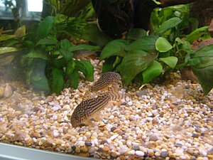 Klicka på bilden för större version

Namn: akvarium 003.jpg
Visningar: 119
Storlek: 130,8 KB
ID: 2124681