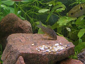 Klicka på bilden för större version

Namn: akvarium 005.jpg
Visningar: 116
Storlek: 124,4 KB
ID: 2124682