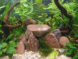 Klicka på bilden för större version

Namn: akvarium 008.jpg
Visningar: 109
Storlek: 168,8 KB
ID: 2124683