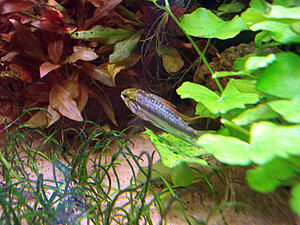 Klicka på bilden för större version

Namn: DSC06463.JPG
Visningar: 153
Storlek: 682,1 KB
ID: 2125143