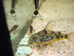Klicka på bilden för större version

Namn: DSC06487.JPG
Visningar: 139
Storlek: 561,0 KB
ID: 2125257