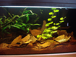 Klicka på bilden för större version

Namn: DSC06549.JPG
Visningar: 147
Storlek: 408,9 KB
ID: 2126780