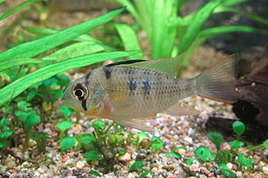 Klicka på bilden för större version

Namn: boliv_close.JPG
Visningar: 268
Storlek: 157,6 KB
ID: 2127764