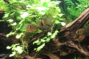 Click image for larger version

Name:	2010-12-12 17-53-10_resize.JPG
Views:	135
Size:	200.3 KB
ID:	2129936