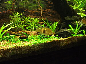 Click image for larger version

Name:	2010-12-12 18-41-28_resize.JPG
Views:	143
Size:	151.5 KB
ID:	2129937
