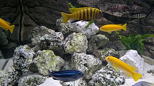 Click image for larger version

Name:	20110125081.jpg
Views:	117
Size:	151.2 KB
ID:	2131111