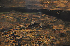 Klicka på bilden för större version

Namn: Pelvicachromis sacrimontis-yngel med vaktande moder i bakgrunden1..jpg
Visningar: 147
Storlek: 84,0 KB
ID: 2131135