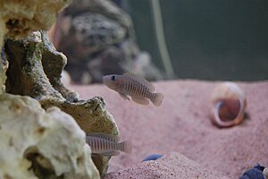 Klicka på bilden för större version

Namn: Lamprologus multifasciatus..jpg
Visningar: 330
Storlek: 46,1 KB
ID: 2132443