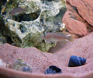 Klicka på bilden för större version

Namn: Lamprologus multifasciatus1..jpg
Visningar: 319
Storlek: 83,1 KB
ID: 2132444