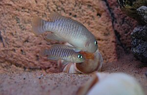 Klicka på bilden för större version

Namn: Ett av paren inspekterar en vinbergssnäcka..jpg
Visningar: 304
Storlek: 51,0 KB
ID: 2132448