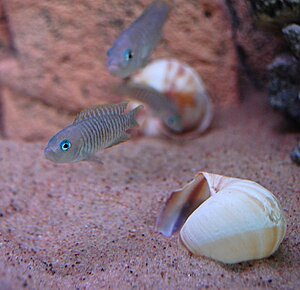 Klicka på bilden för större version

Namn: Lamprologus multifasciatus2..jpg
Visningar: 313
Storlek: 52,8 KB
ID: 2132449