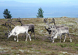 Klicka på bilden för större version

Namn: IMG_0263c.jpg
Visningar: 92
Storlek: 449,8 KB
ID: 2134763