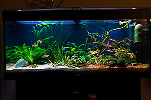 Akvarie-2.jpg