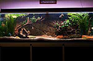 Akvarie-1.jpg