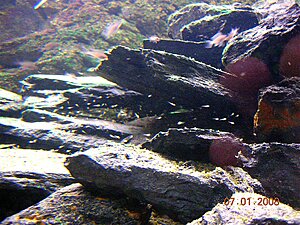 Click image for larger version

Name:	1. DSCN2099.jpg
Views:	123
Size:	228.7 KB
ID:	2136446