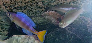 Click image for larger version

Name:	2. DSCN1285.jpg
Views:	149
Size:	88.5 KB
ID:	2137792