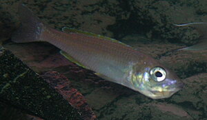 Click image for larger version

Name:	1. DSCN1345.JPG
Views:	129
Size:	157.9 KB
ID:	2137793
